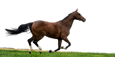 ביטוח סוסים