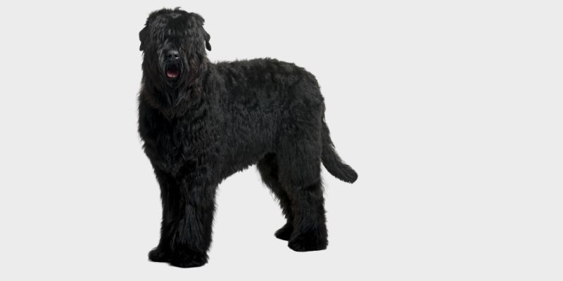 כלב טרייר רוסי שחור