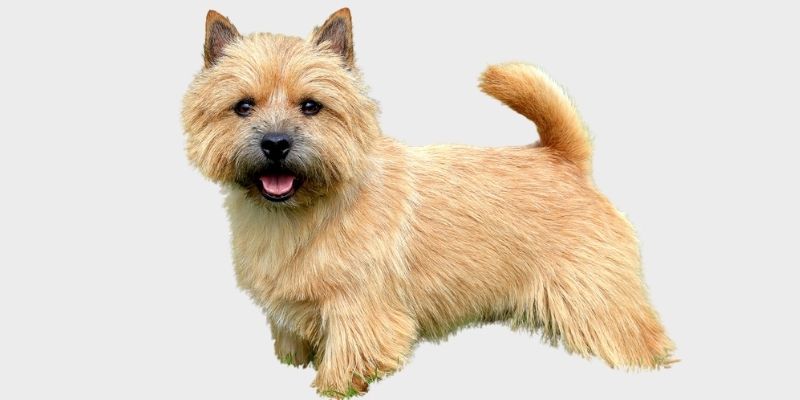 נוריץ' טרייר - Norwich Terrier