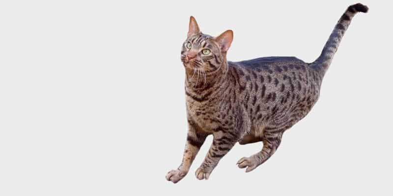 חתול אוסיקט (Ocicat)