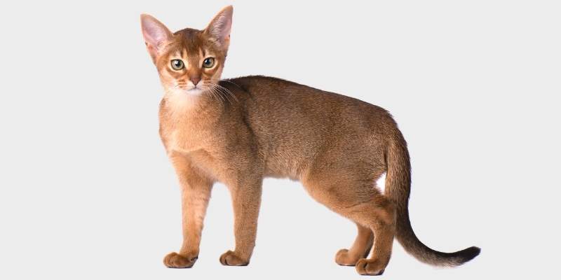 חתול אביסני (Abyssinian cat)
