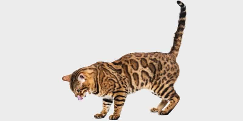 חתול בגנלי (Bengal cat)