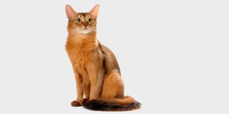 סומלי (Somali cat)