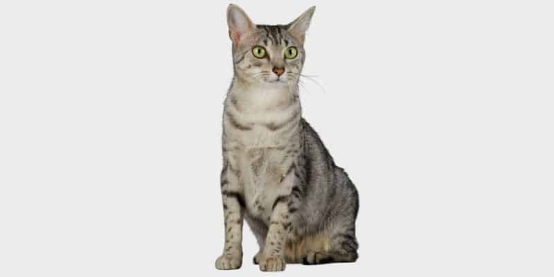חתול מאו מצרי (Egyptian Mau)