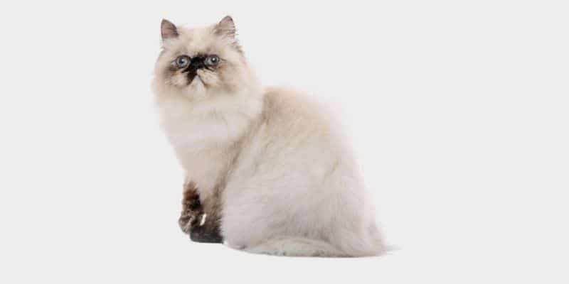 חתול הימלאיה (Himalayan cat)