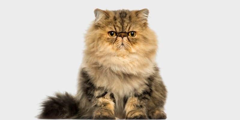 חתול פרסי (Persian cat)