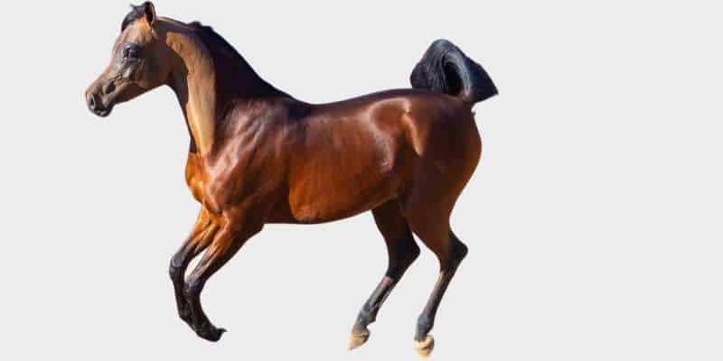 סוס ערבי (Arabian horse)