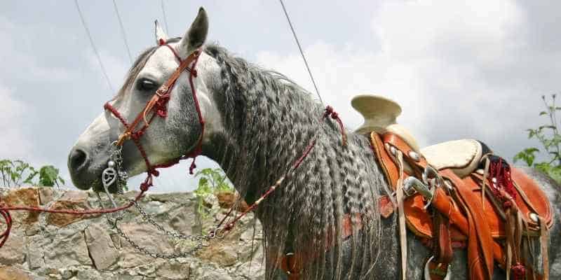 סוס אזטקה (Azteca horse)