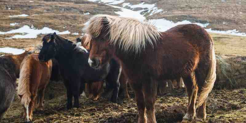 סוס איסלנדי (Icelandic horse)
