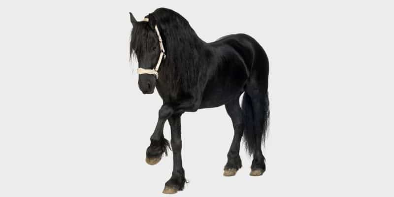 סוס פריזיאן (friesian horse)