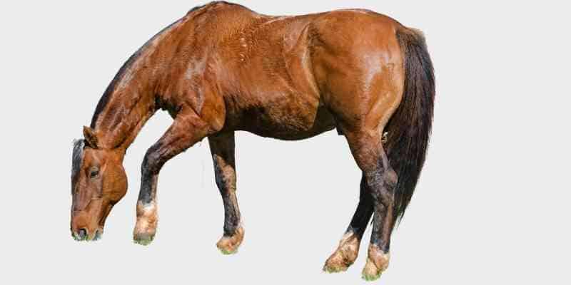 סוס קריולו - Criollo horse