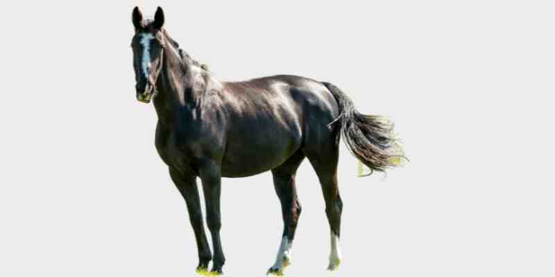 הקני (Hackney horse)