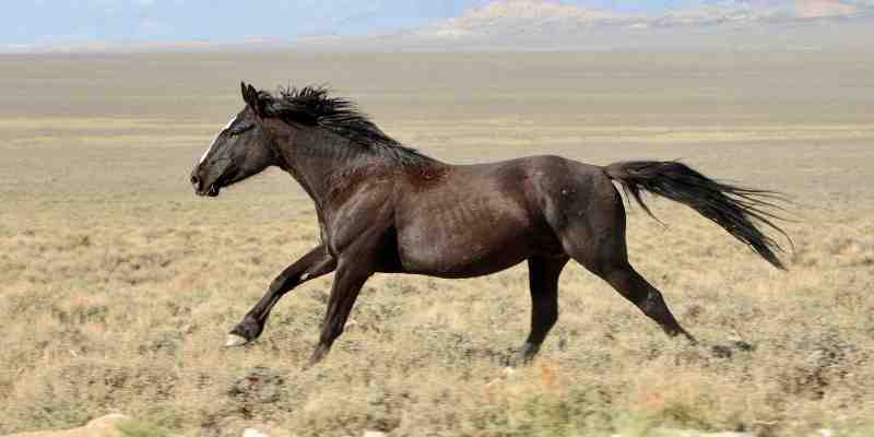 מוסטנג (Mustang horse)