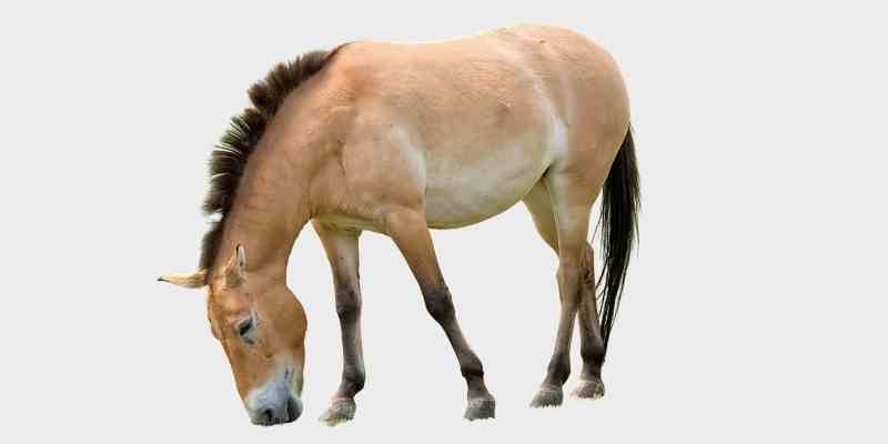 פז'בלסקי (Przewalski's horse)