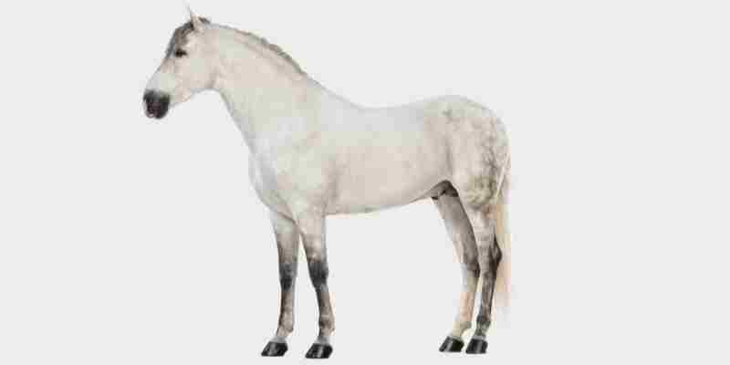 סוס אנדלוסי (Andalusian horse)