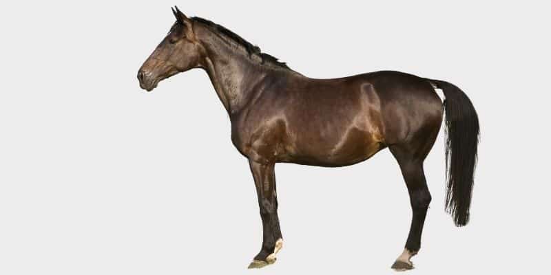 סוס רתמה הולנדי (Dutch Harness Horse)