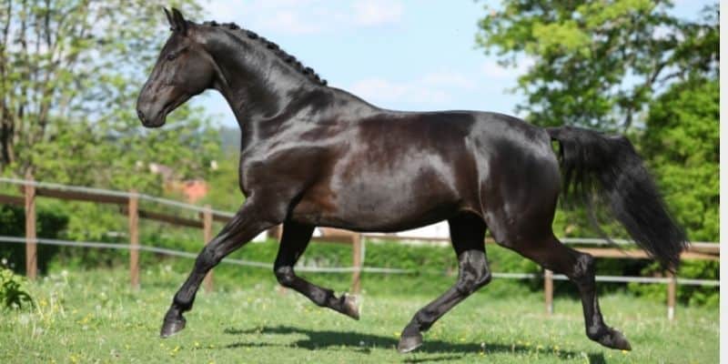 סוס הולנדי חם דם - Dutch Warmblood