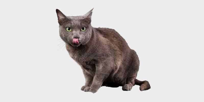 חתול קוראט - Korat cat